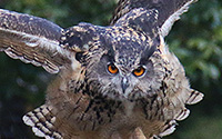 eagle owl close up